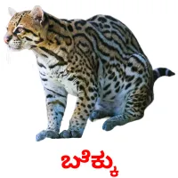 ಬೆಕ್ಕು picture flashcards