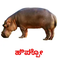 ಹಿಪ್ಪೋ picture flashcards