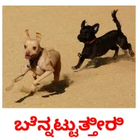 ಬೆನ್ನಟ್ಟುತ್ತೀರಿ picture flashcards