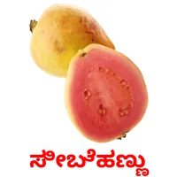 ಸೀಬೆಹಣ್ಣು ansichtkaarten