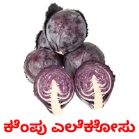 ಕೆಂಪು ಎಲೆಕೋಸು picture flashcards