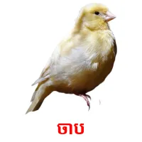 ចាប picture flashcards