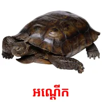 អណ្តើក picture flashcards