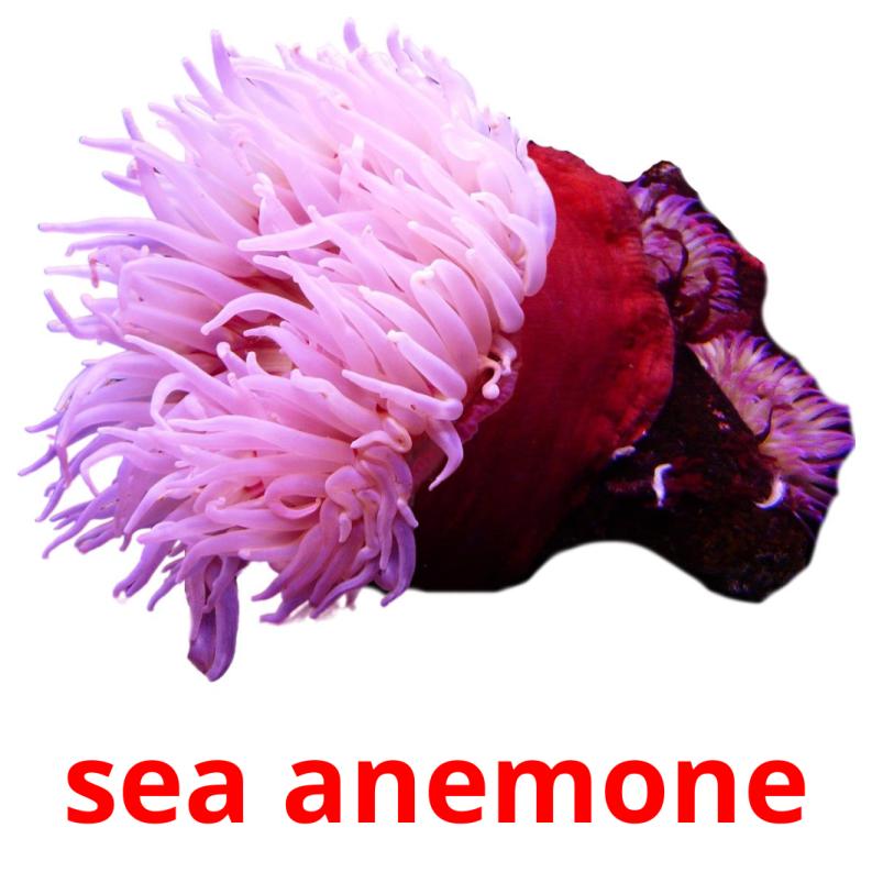 sea anemone карточки энциклопедических знаний