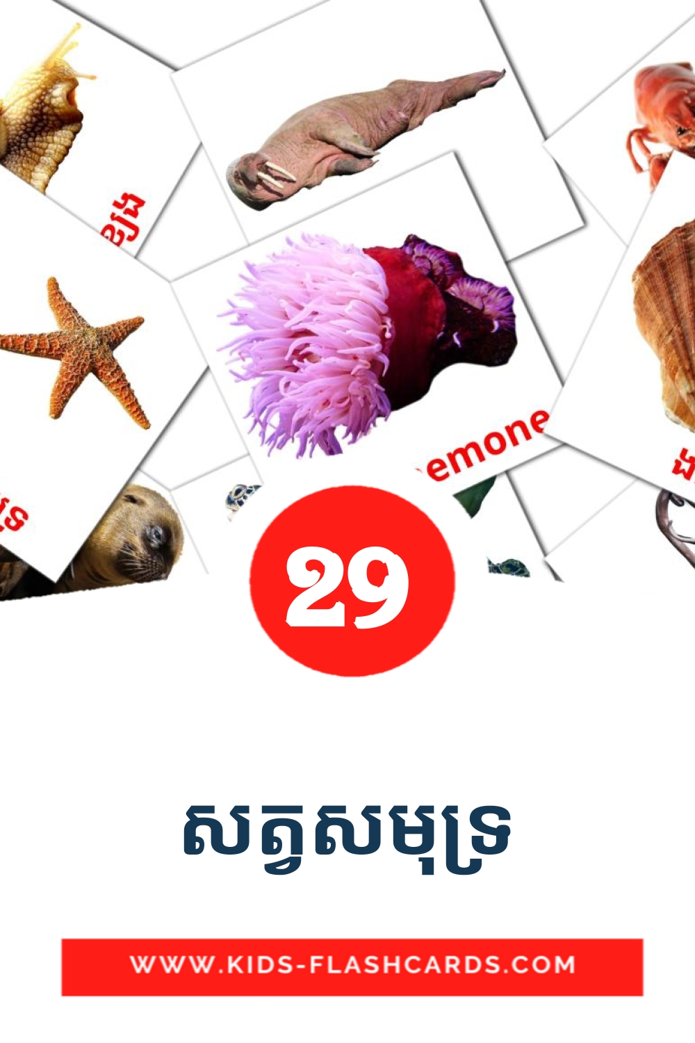 29 សត្វសមុទ្រ Picture Cards for Kindergarden in khmer