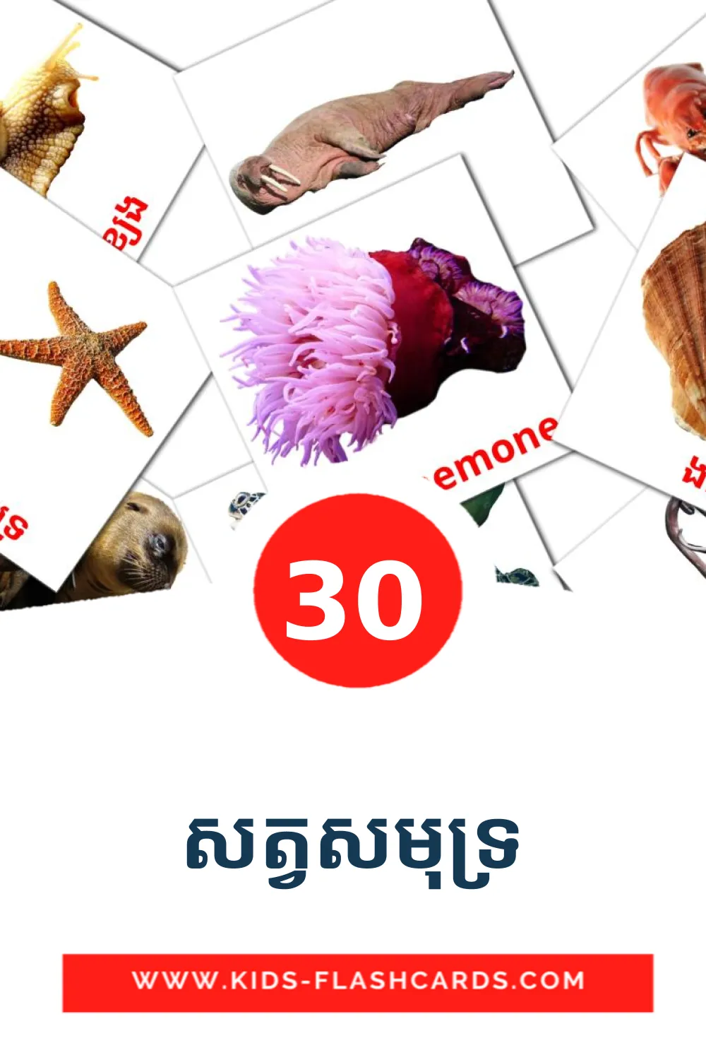 30 សត្វសមុទ្រ Picture Cards for Kindergarden in khmer