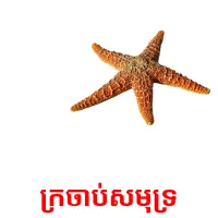 ក្រចាប់សមុទ្រ picture flashcards