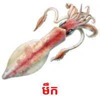 មឹក picture flashcards