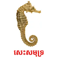 សេះសមុទ្រ picture flashcards