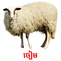 ចៀម ansichtkaarten