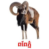 ពពែភ្នំ ansichtkaarten