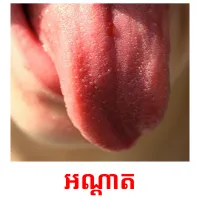 អណ្តាត picture flashcards