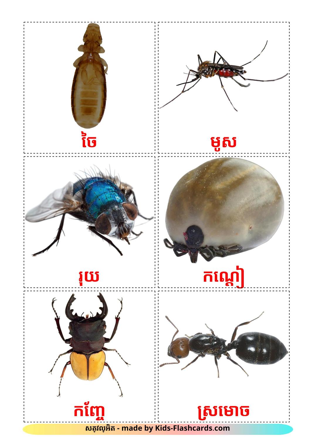Les Insectes - 23 Flashcards khmer imprimables gratuitement