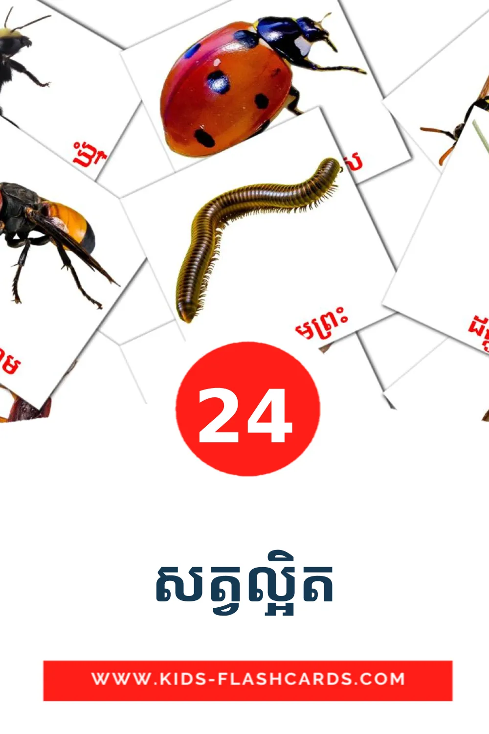 24 សត្វល្អិត Picture Cards for Kindergarden in khmer