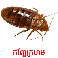 កញ្ចែក្រហម picture flashcards