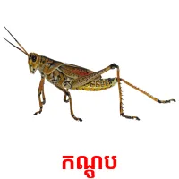 កណ្ដូប picture flashcards