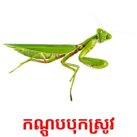 កណ្ដូបបុកស្រូវ picture flashcards