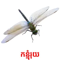 កន្ទុំរុយ picture flashcards