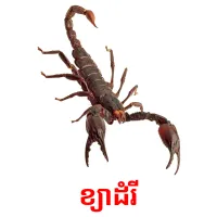 ខ្យាដំរី picture flashcards