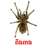 ពីងពាង picture flashcards