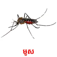 មូស picture flashcards