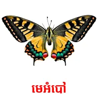 មេអំបៅ picture flashcards