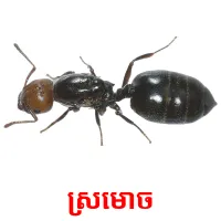 ស្រមោច picture flashcards