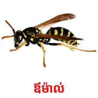 ឪម៉ាល់ picture flashcards