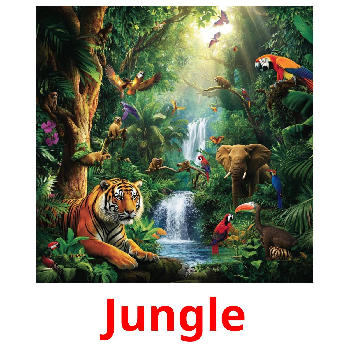 Jungle picture flashcards