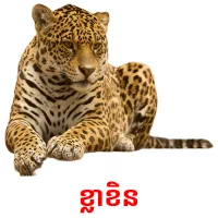 ខ្លាខិន ansichtkaarten