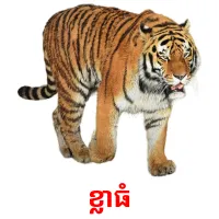 ខ្លាធំ ansichtkaarten