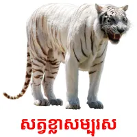 សត្វ​ខ្លា​សម្បុរ​ស ansichtkaarten