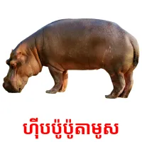 ហ៊ីបប៉ូប៉ូតាមូស ansichtkaarten