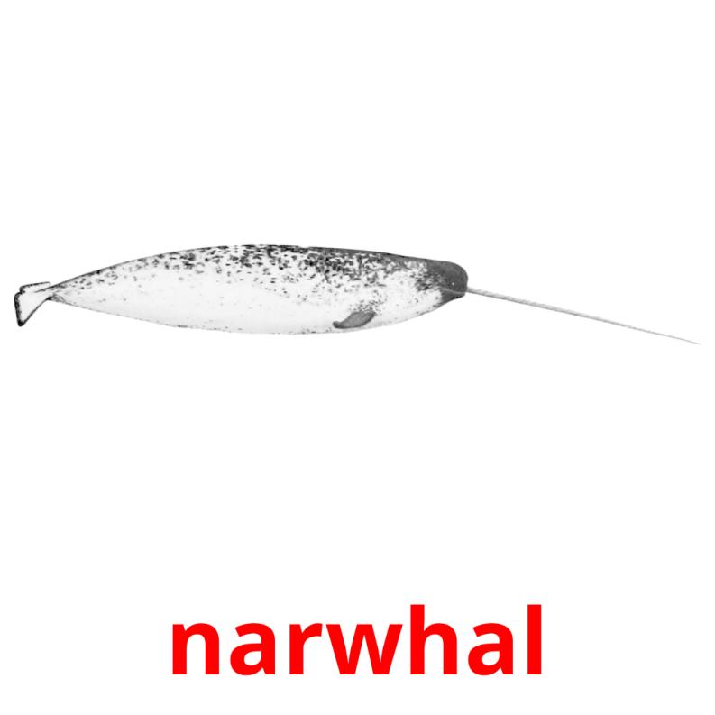 narwhal flashcards illustrate