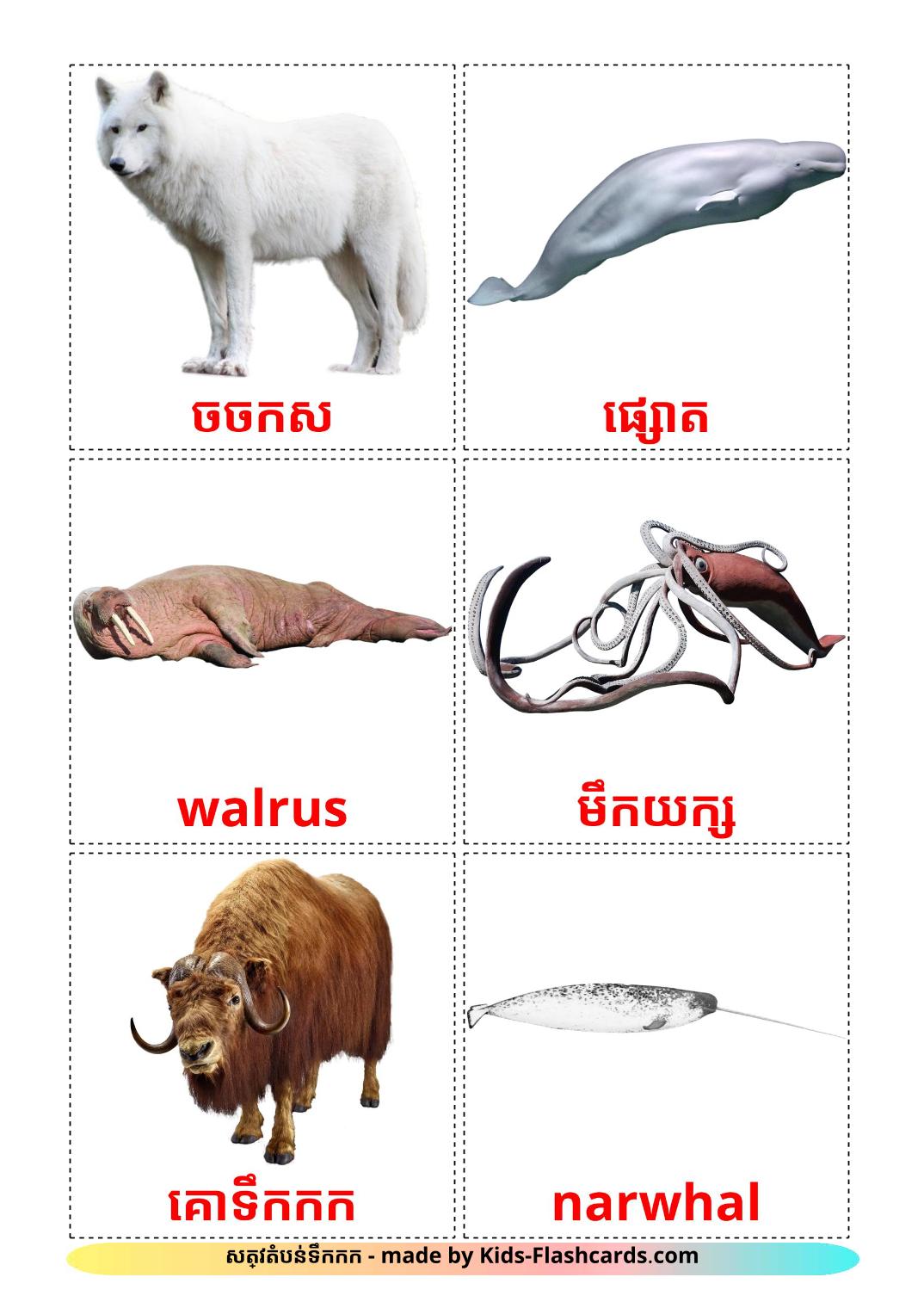 Animali artici - 14 flashcards khmer stampabili gratuitamente