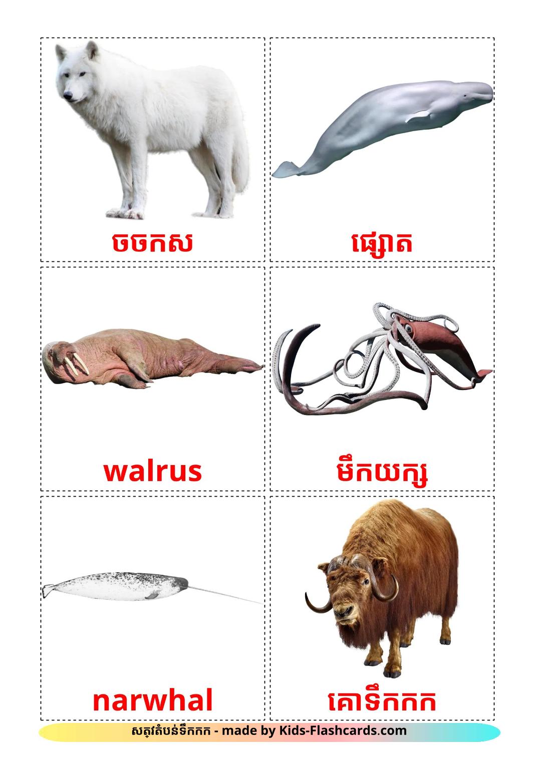 Arctic animals - 15 Free Printable khmer Flashcards 