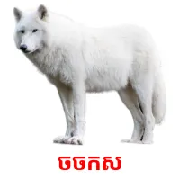 ចចកស ansichtkaarten