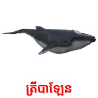 ត្រីបាឡែន picture flashcards