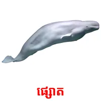 ផ្សោត Bildkarteikarten