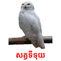 សត្វទីទុយ Bildkarteikarten