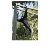 ​ picture flashcards