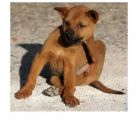 ​ picture flashcards
