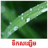 ទឹកសន្សើម picture flashcards