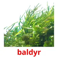 baldyr picture flashcards