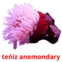 teńіz anemondary picture flashcards