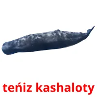 teńіz kashaloty picture flashcards