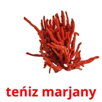 teńіz marjany picture flashcards