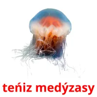 teńіz medýzasy picture flashcards