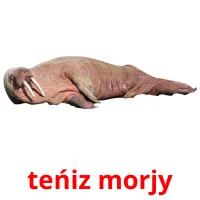 teńіz morjy picture flashcards