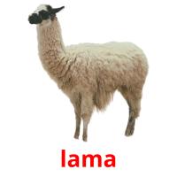 lama picture flashcards